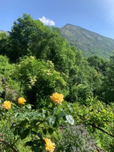 Blick in den Garten mit Rosen