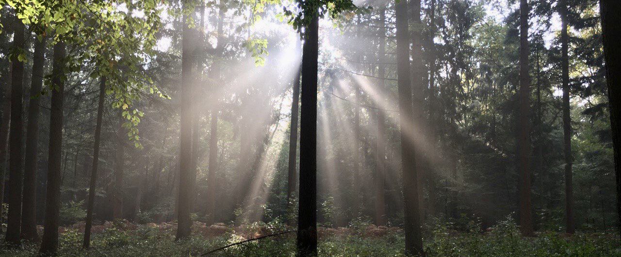 Bild Sonnenstrahlen, Wald